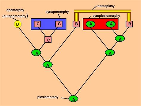 Molecular Phylogenetics Dan Graur 1 Objectives of molecular