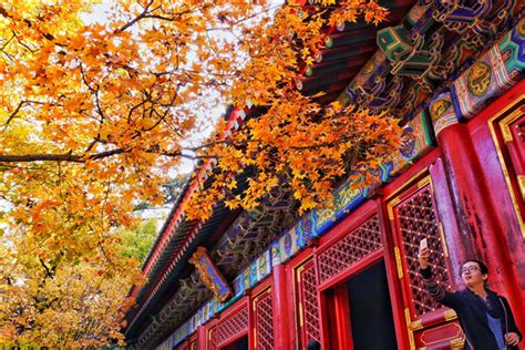 Tourists view red leaves at Xiangshan park in Beijing