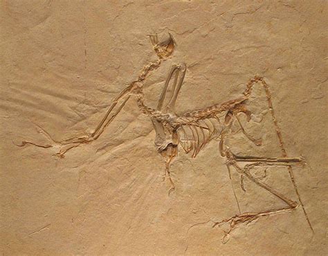 Archaeopteryx, un hito de la paleontología | Explora | Univision