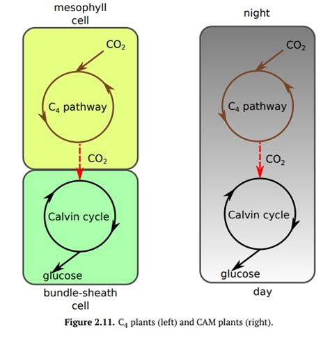 Photosynthesis: C4 Pathway