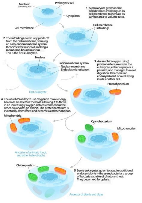 Endosymbiotic Theory - Definition and Evidence | Biology Dictionary