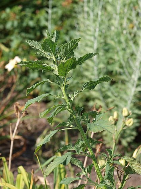 Redroot Pigweed, a Humble and Underrated Wild Edible - Eat The Planet