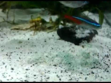 Cyanobacteria / Blue green algae control in freshwater aquariums day 1 ...