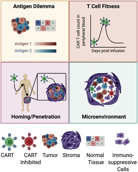 CAR T Cell Therapy for Solid Tumors: Bright Future or Dark Reality?: Molecular Therapy