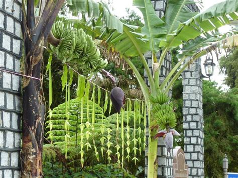 coconut leaf decoration | Wedding canopy flowers, Wedding entrance ...