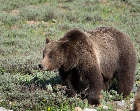 Grand Teton Wildlife | Brian H. Powell Photography