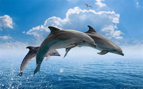 Sea Dolphins characteristics & classification. Information about types of dolphins