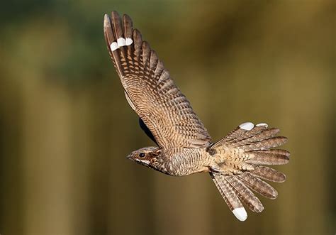 European Nightjar by Helge Sorensen - BirdGuides