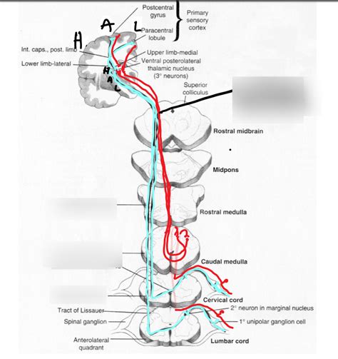 Spinothalamic/anterolateral pathway Diagram | Quizlet