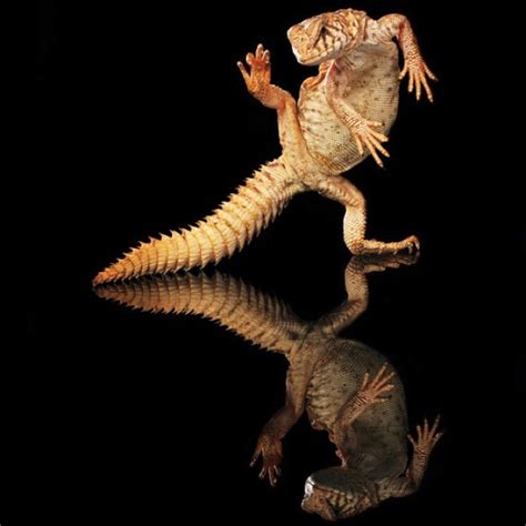 Lizard Dance | Petite Danseuse ♪♫ | Pinterest