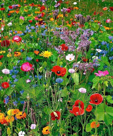 Bee & Butterfly Flower Seed Mix Garden | Etsy