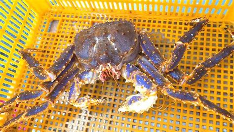 Edible Parts Of King Crab: Tips For Picking The Best Meat