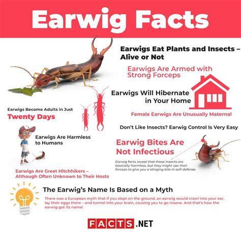 Top 10 Facts about Earwig - Diet, Lifespan, Habitat & More | Facts.net