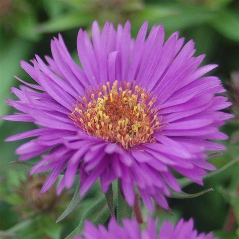 Aster novae angliae Purple Dome from Swift Greenhouses