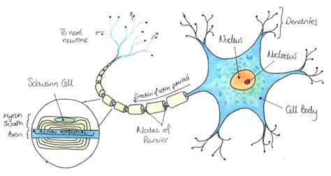 Biological Illustrations — I found some of my GCSE Biology revision ...