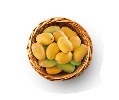 Buy Langra/Langda Mango - Mango Basket