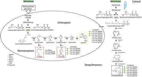 A schematic view of putative terpene synthase genes involved in... | Download Scientific Diagram