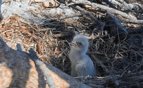 Contest begins to name Big Bear’s new baby bald eagle | KTLA