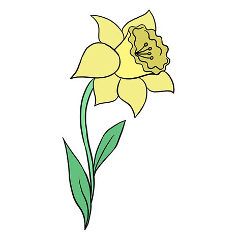 Daffodil Line Drawing Create a pretty spring drawing with this how to ...