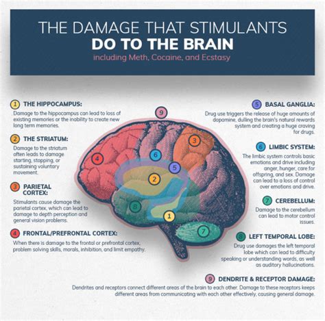 Infographics show the damage substance abuse can do to the brain - Info Carnivore