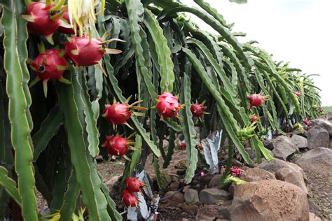 Potencializarán cultivo de pitaya en Puebla - Lado.mx