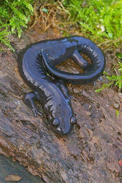 Black Salamander Facts and Pictures