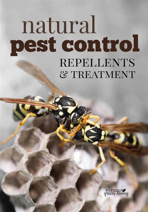 Natural Pest Control for Your Home