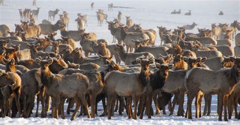 National Elk Refuge - Jackson Hole, Wyoming