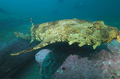 Exploring the Wobbegong Shark: A Dive into Sydney's Vanishing Species