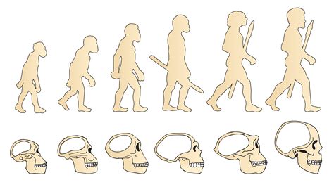 New Ape Species Identified from Ancient Skull - Research & Development World