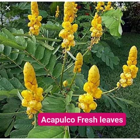 Akapulko fresh Leaves 30Pcs per pack choose j&t for fast shipping | Shopee Philippines