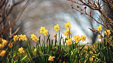 Gardening: What are the effects of early spring weather? - The Morning Call