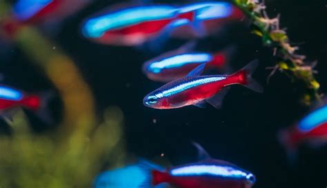 Cardinal Tetra Fish Care: Size, Lifespan, Tank Mates, Breeding & More