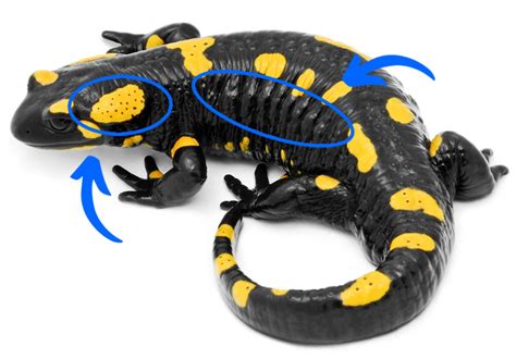 Poisonous Salamanders: Are They Dangerous? - Mr. Amphibian