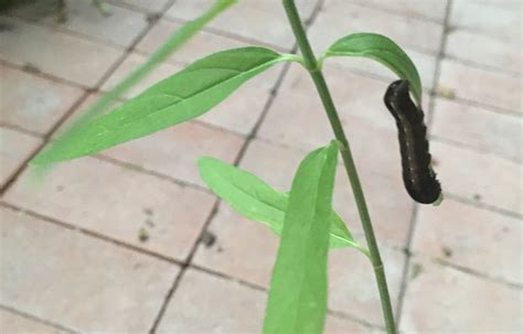 That ain’t no Monarch: meet these OTHER caterpillars that feed on ...