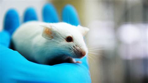 Animal testing facts: 6 Things every animal lover should know – SheKnows