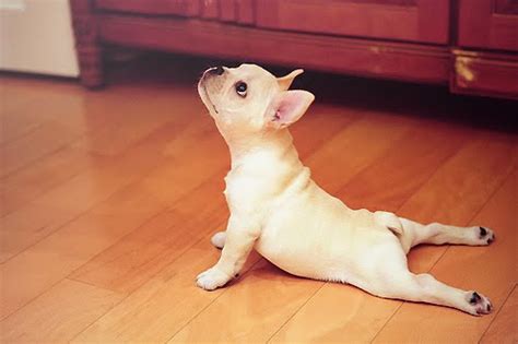 "How To Stretch Your Dog Safely" Video Series - Both Ends of the Lead