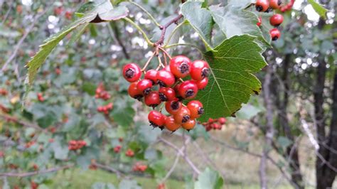 Washington Hawthron - Crataegus Phaenopyrum | Shrubs | Cold Stream Farm