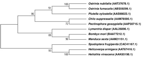 A phylogenetic tree generated by ClustalW alignment of CAD amino acid... | Download Scientific ...