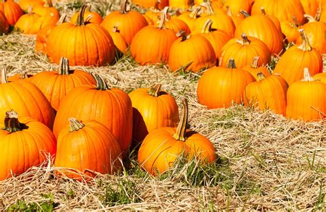 Oct 29 | Annual Fall Harvest Festival & Pumpkin Patch 2022: Underwood Family Farms, Moorpark ...