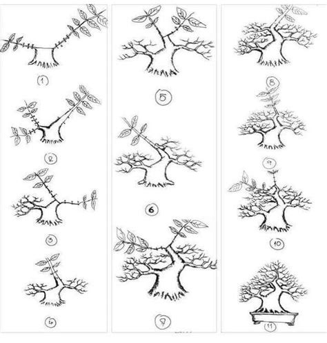 Ghim của Lieve Verhulst trên Technieken | Cây, Thực vật, Cắt tỉa cây cảnh