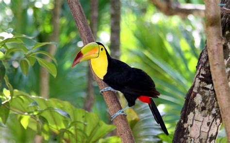 Toucan Wallpapers - Wallpaper Cave