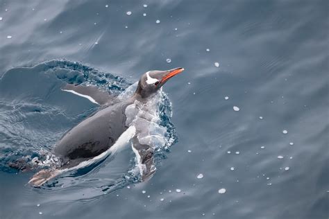 Antarctica Swimming Gentoo Penguin | On the way to King Geor… | Flickr