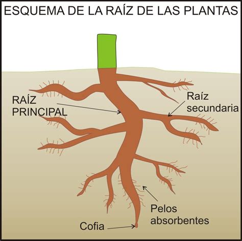 Partes de la raíz de una planta