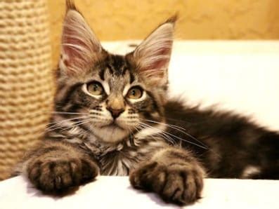 Top 64 Unique Cat Names for Polydactyl Cats - PetPress