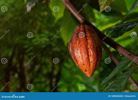 Cacao bean hang on tree stock photo. Image of backlight - 108965638