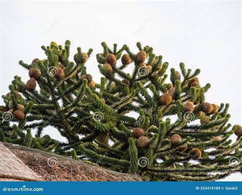 The Female Fruit of the Monkey Puzzle Tree, Araucaria Araucana, in Devon, England, UK. Stock ...