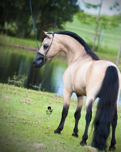 Miniature Stallions for Sale Age 3 & Older | Stallion horses, Horses ...