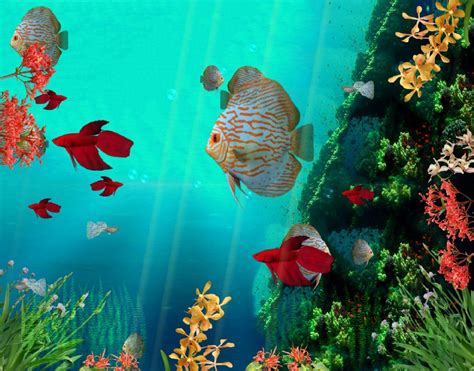 3D Fish Desktop Wallpapers - Top Free 3D Fish Desktop Backgrounds ...