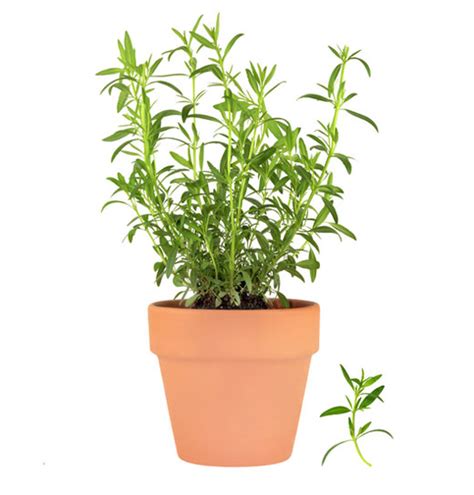 How To Grow Tarragon | Herb Gardening Guide